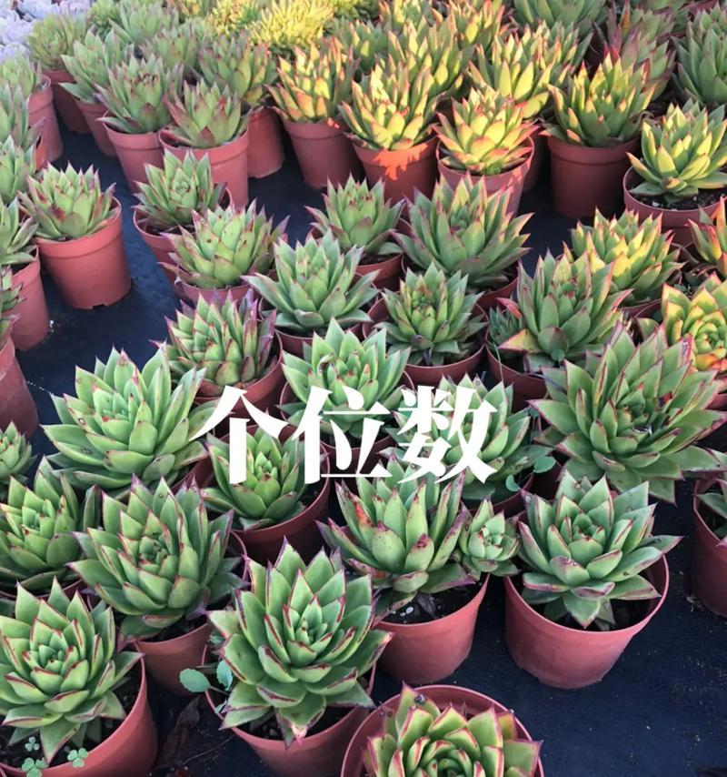 如何正确种植多肉？（时间、方法与步骤）