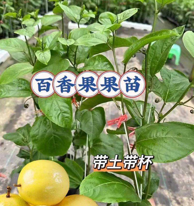 百香果种植指南（从时间、方法到养护，详细解读百香果种植秘诀）
