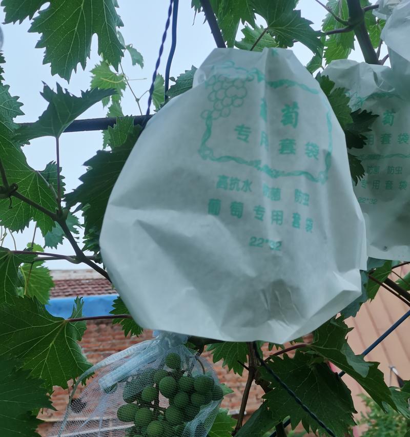 葡萄套袋正确时间与方法详解（打造甜美丰硕的葡萄果实，套袋技巧一网打尽）