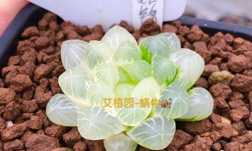 多肉植物种子的种植方法（从选种到育苗，轻松掌握多肉种子种植技巧）