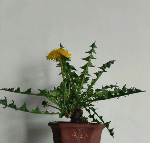 如何养肥壮蒲公英（种植技巧与注意事项）
