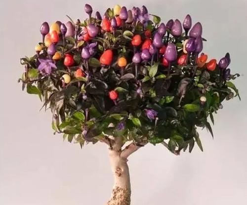香蕉是一种多年生植物（揭秘香蕉的生长习性与生命周期）