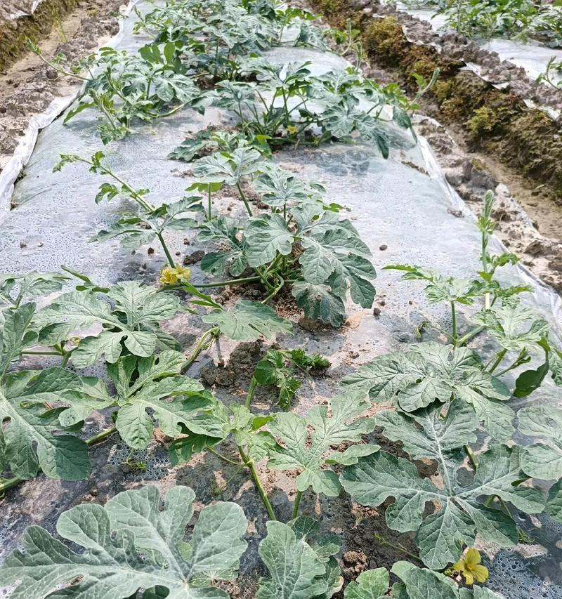 西瓜开花结果的周期和关键因素（探寻西瓜开花结果的奥秘，带你了解西瓜生长的过程）