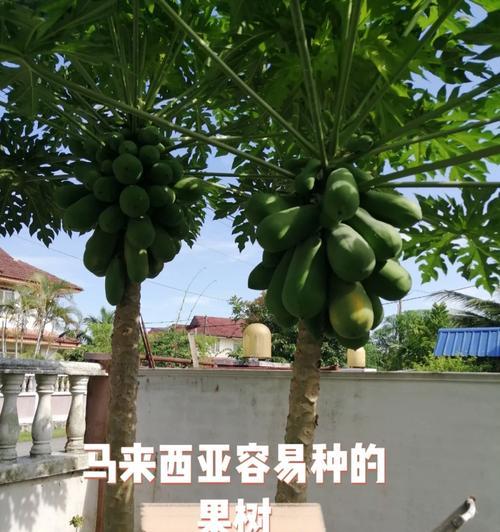 家里可以种木瓜树，种出营养无价的瓜果好处多