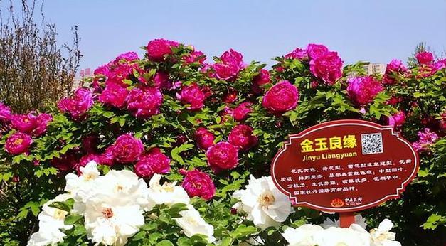 洛阳牡丹种植与养护（打造花园美景，从养护牡丹开始）