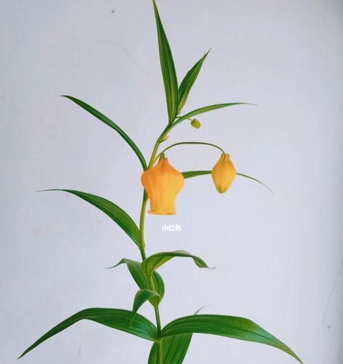 宫灯百合种球的保存与种植