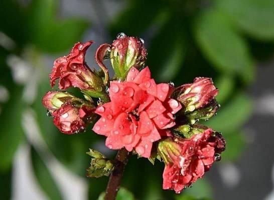 长寿菊不开花原因及应对方法（长寿菊种植技巧，从不开花到开花的窍门）