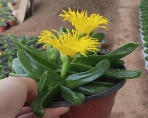佛手花为什么不开花？（如何促进佛手花开花；）