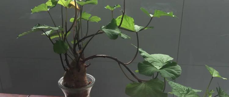 地瓜的水培养殖方法（简单易行的水培技术让地瓜生长更强壮）