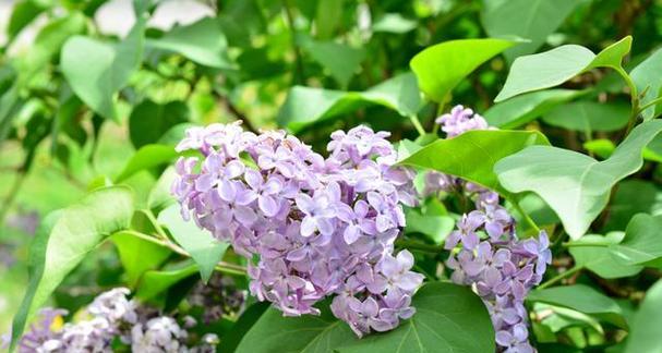 丁香花（赏花旅行、食疗保健、文化内涵、艺术意境）