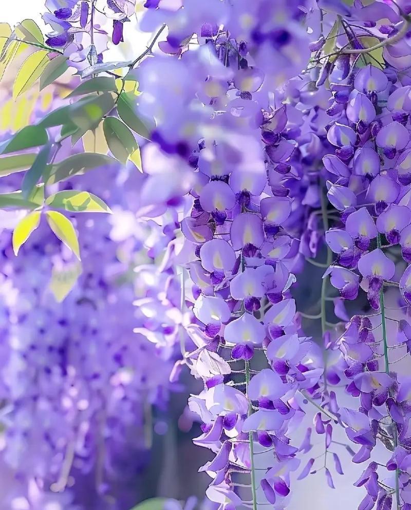 等待之花语——寓意等待的花朵（花语传递的心意与情感）