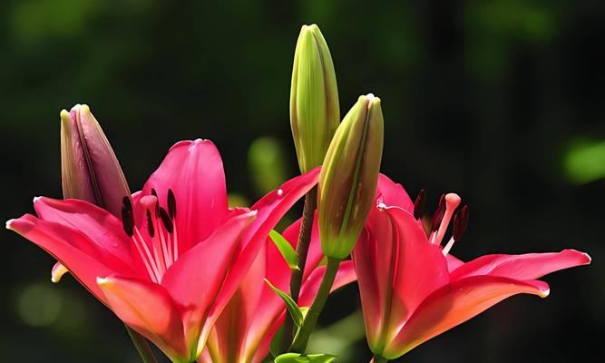 如何给百合花正确浇水？（浇水时间、浇水频率、浇水技巧）