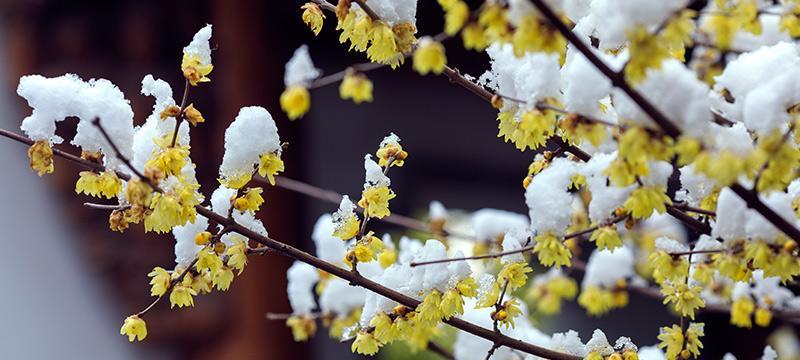 腊梅花的开放季节及特点（春天最早的花，给人们带来希望和温暖）