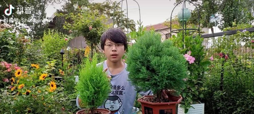 宝贵的绿色财富——如何养护及种植白皮松（从选址到修剪，全面掌握白皮松的养护技巧）