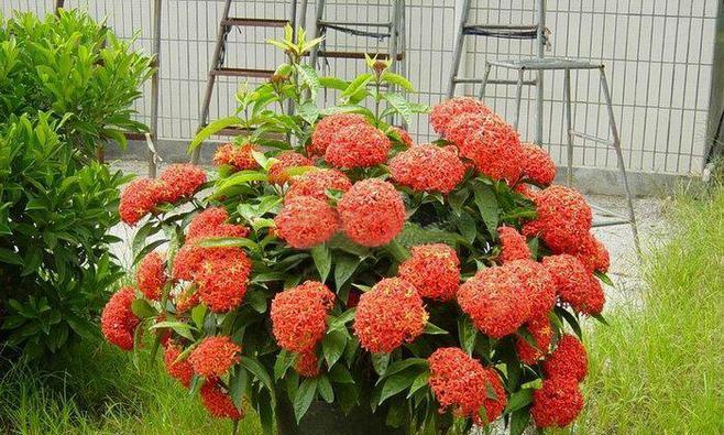 龙船花（解析龙船花的植物性质及特征）