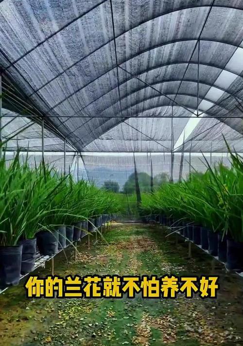 兰花室外养护指南（打造自然美景，享受清新生活）