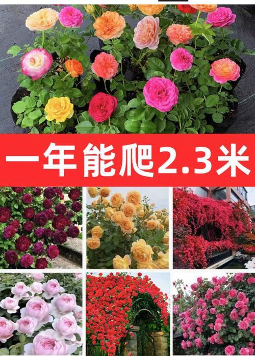 红木香的花期及其重要性（掌握红木香花期，享受美丽盛宴）