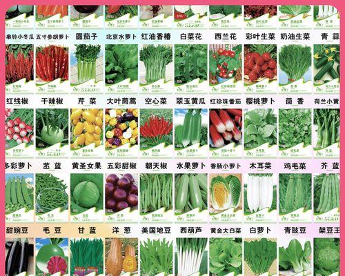 如何成功种植葱种子？（葱种子种植方法详解）