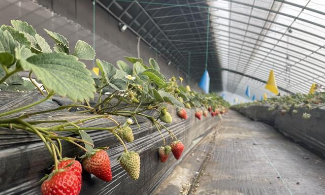 草莓种植所需的土壤特点（如何为草莓选取适合的土壤）