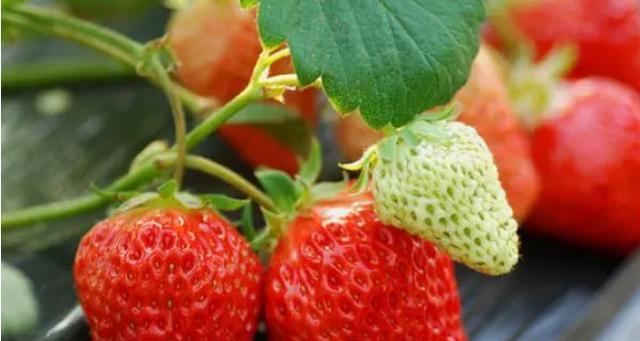 草莓科植物——草莓：结构、生长习性、营养和医药价值