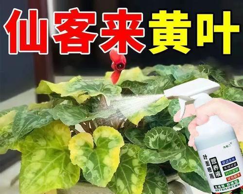 仙客来不开花应该怎么办？（解决仙客来不开花的方法与技巧）