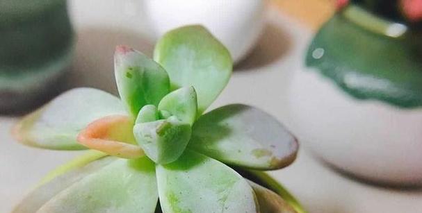 扶桑烂根防治方法（了解病害，保护果树健康）