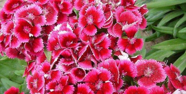 探寻宿根花卉的奇妙世界（从品种到栽培，了解宿根花卉的美丽秘密）