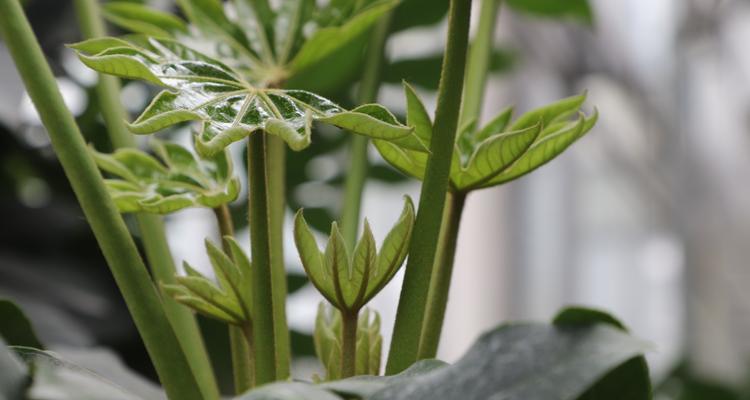 探秘八角金盘的耐阴之道（原来这是它的真正强项！）