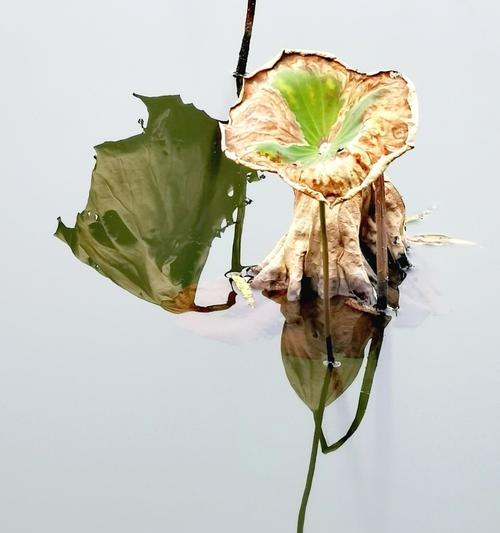绿色伟人——代表父亲的植物（探秘那些代表父爱的植物之美）