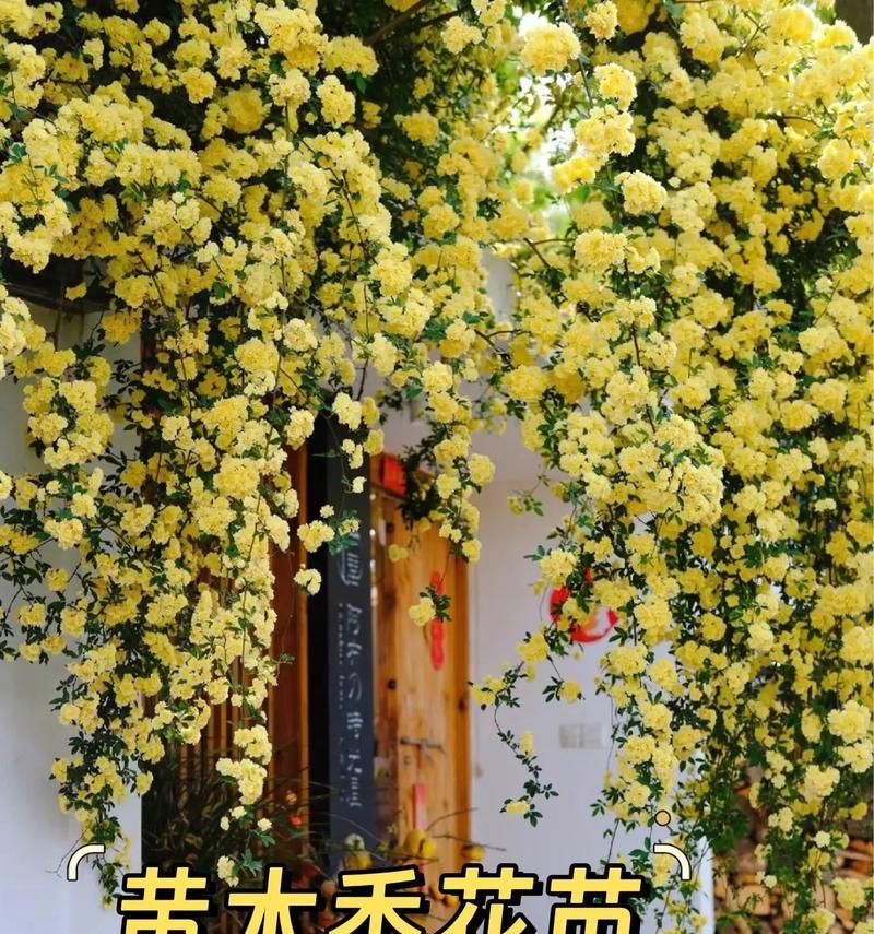 种植木香花在家庭院子里的好处（打造美丽花园，享受香气缭绕）
