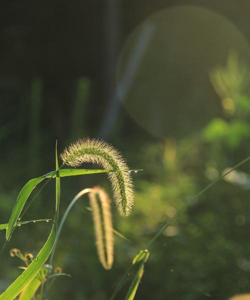 狼尾巴草与狗尾巴草的区别（辨认与应用）