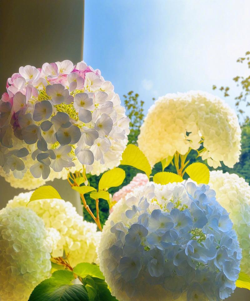 绣球花之喜阳光的品种介绍（探寻绣球花的光照需求及适宜栽培环境）