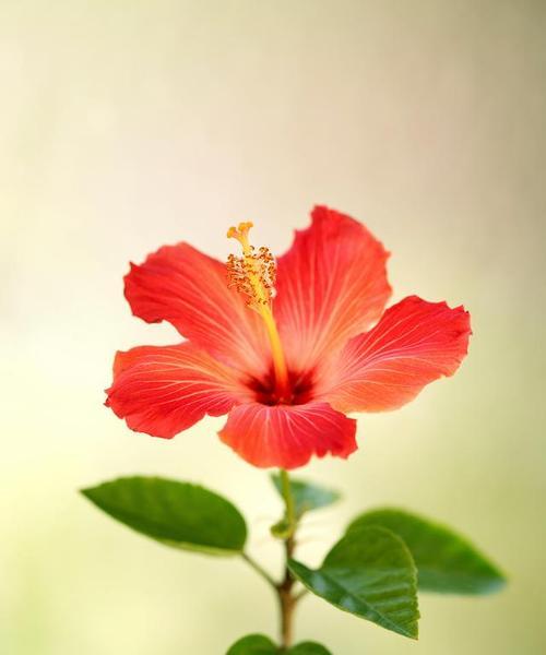 扶桑花之美与寓意（探究扶桑花所代表的象征与意义）