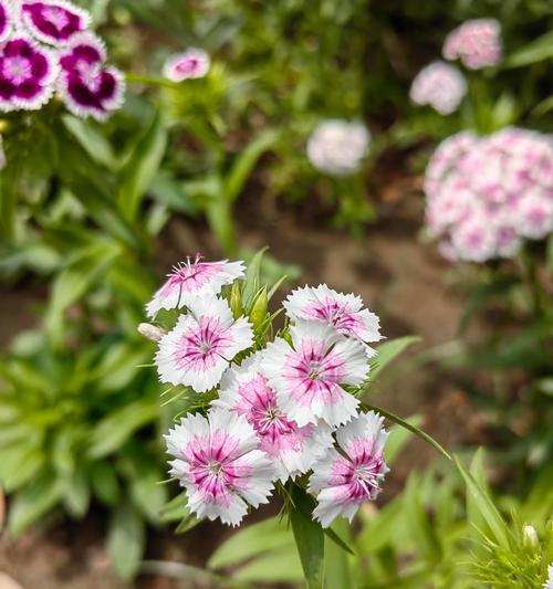 蝴蝶花开花后的处理方法（如何让蝴蝶花长得更美？）