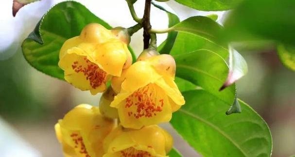 金花茶的花期及相关知识（探寻金花茶的生长环境及采摘方式）