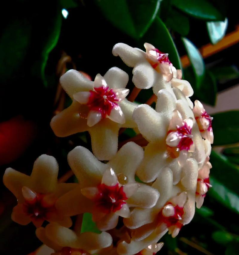 球兰花开的季节和花期（球兰花什么时候开花？球兰花的开花时间是几月份？）