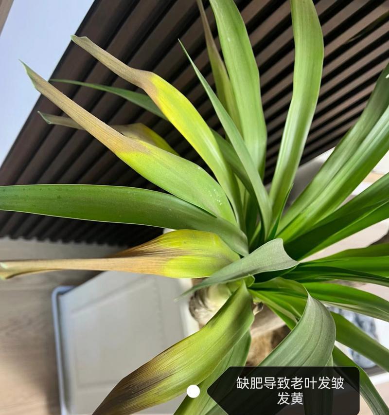 龙须树烂根怎么办？救救它！（龙须树烂根补救处理方法，让你的龙须树重新焕发生机）