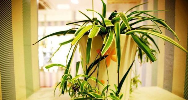 家居绿植（为您介绍适合不同房间的绿植种类和养护技巧）