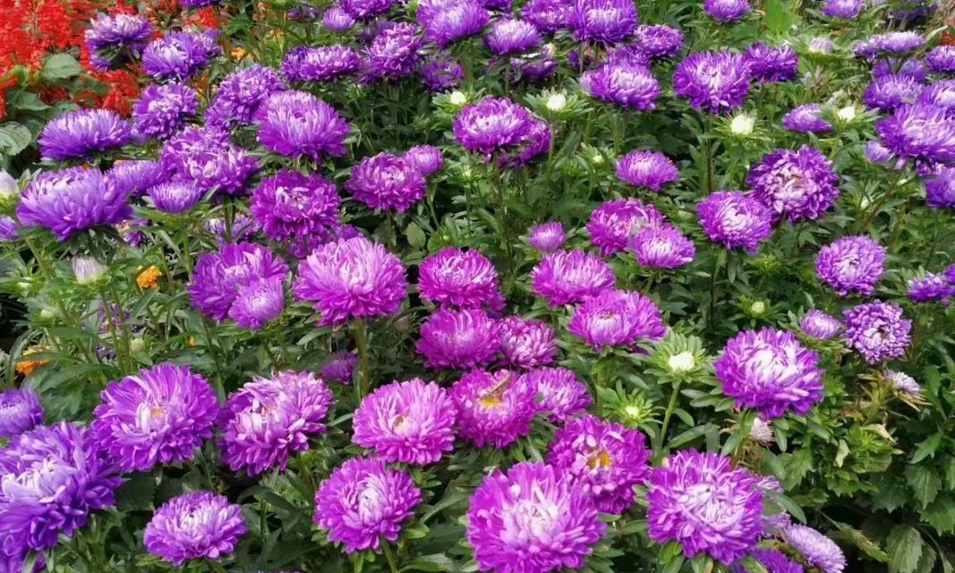 翠菊——多年生还是一年生植物？（揭秘翠菊生长特点与养护技巧）
