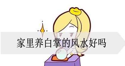 白掌风水摆放，这3个地方一定不能放！（摆放技巧让风水更美好，忌讳地方避免带来坏运气）