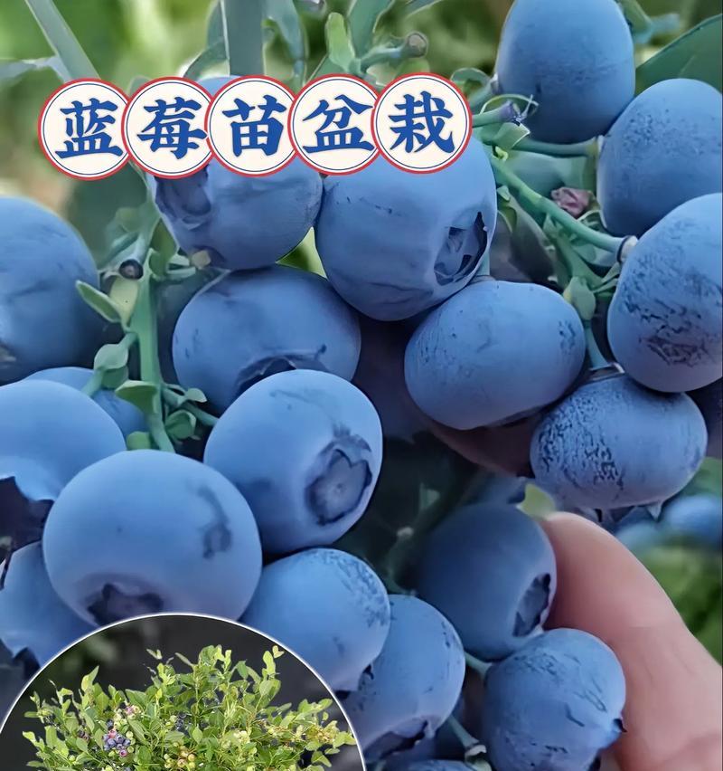 蓝莓种植指南（合适的季节与技巧，轻松拥有美味蓝莓）
