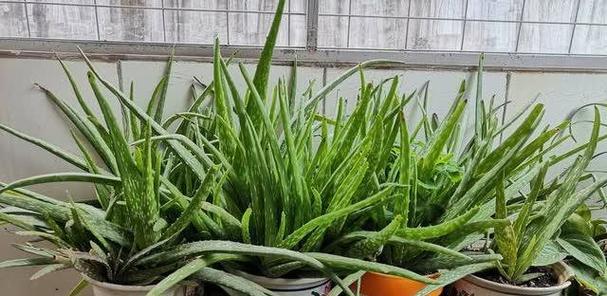 芦荟如何施肥？（肥料选择、施肥方法详解）