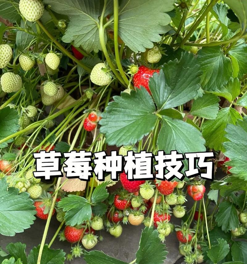 草莓的生长环境与特点（适宜的环境条件和生长特征分析）