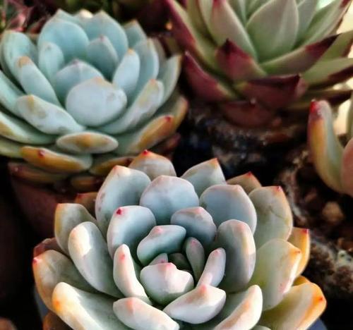 多肉植物的理想生长环境（在哪里可以让多肉植物蓬勃生长？）