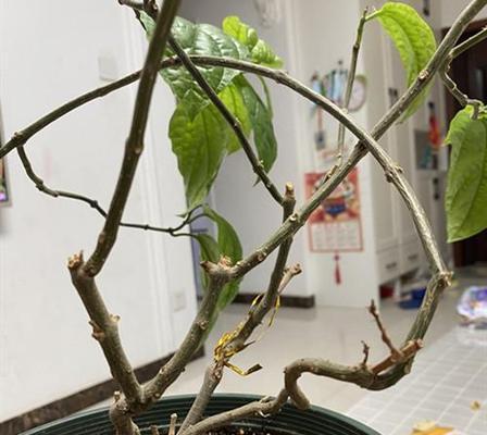 如何正确修剪龙翅海棠（时间与方法详解，让你的花园更美丽）