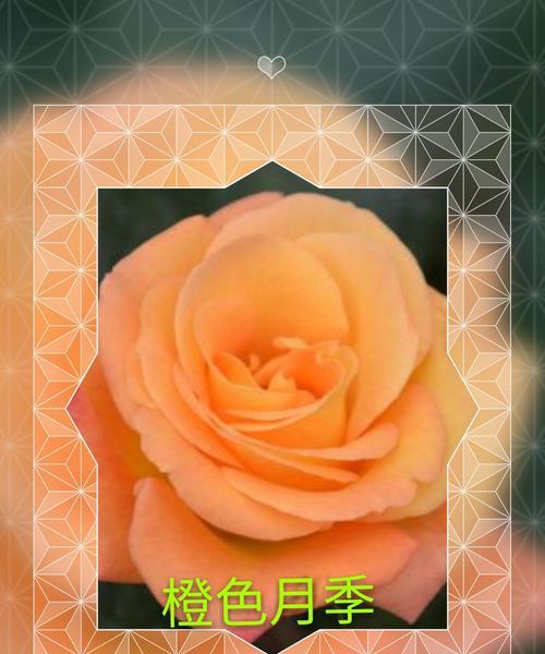 橙色浪漫月季的优缺点（探寻橙色浪漫月季的特性、优劣与栽培要点）