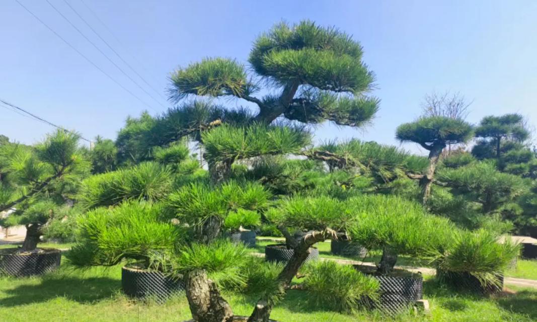 黑松的生长习性与生长环境条件（探究黑松的喜好和栽培技巧，让它在逆境中茁壮成长）