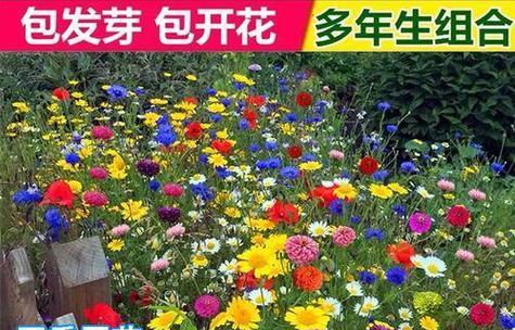 格桑花种子的最佳种植时间（了解格桑花生长周期，让你种出美丽的花田）