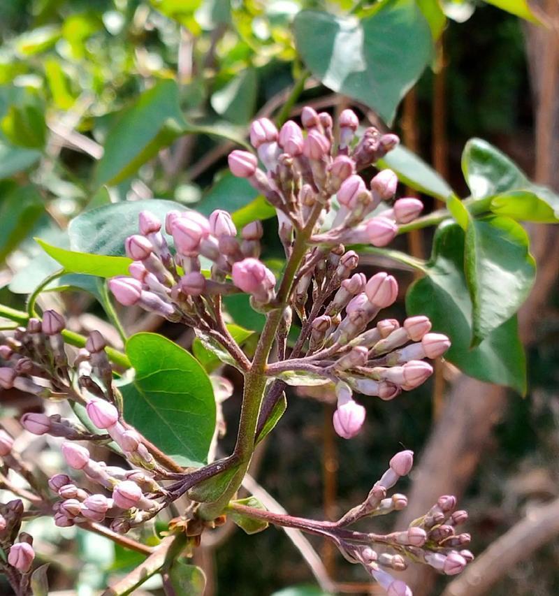 丁香花开花季节详解（五月是丁香花绽放的最佳时间，全面了解丁香花的开花规律与习性）