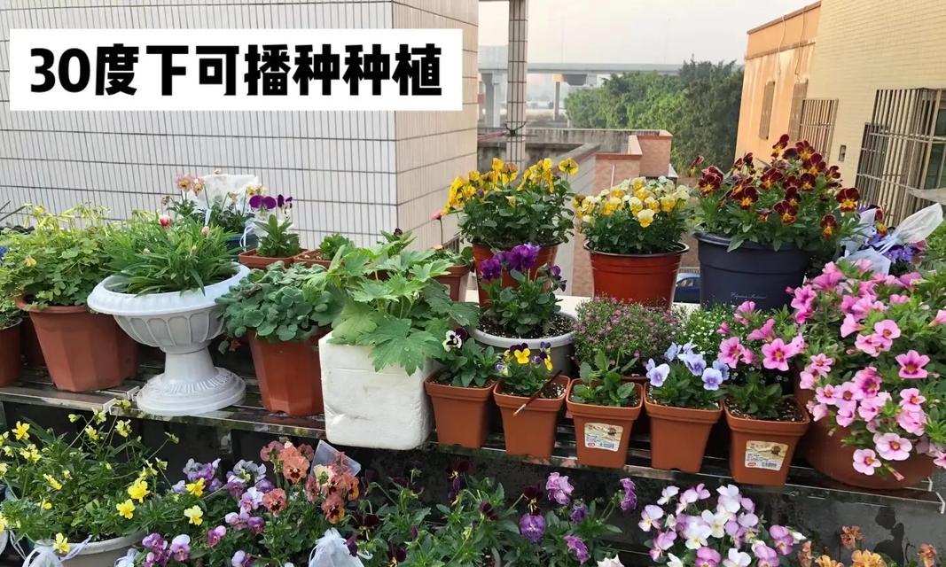 角堇养殖全攻略（角堇种植技巧及注意事项）
